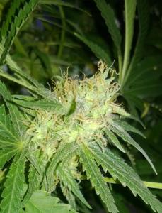 post-34380-0-98372200-1433159907_thumb.j