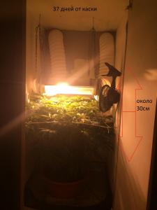 post-3498-0-92402300-1433438930_thumb.jp