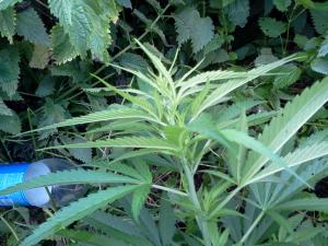 post-37011-0-62268000-1435594701_thumb.j