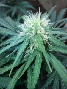 post-41654-0-04491300-1434387303_thumb.j