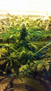 post-42001-0-22566400-1433713379_thumb.j