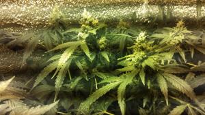 post-42001-0-61934100-1435265909_thumb.j