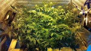 post-42001-0-84014200-1433713301_thumb.j