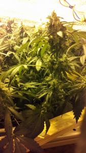 post-42001-0-92845200-1435265953_thumb.j