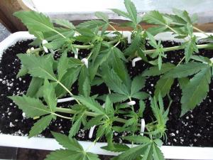 post-42248-0-13576200-1434131512_thumb.j