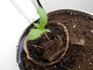 post-43037-0-48945500-1433242518_thumb.j