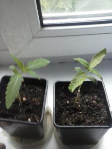 post-45615-0-38615100-1434180553_thumb.j