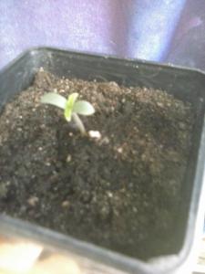 post-45615-0-69500900-1434180548_thumb.j