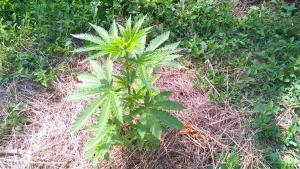 post-6492-0-40798500-1433406825_thumb.jp