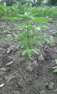 post-11737-0-32993700-1466085760_thumb.j