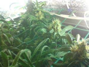 post-13834-0-63209100-1464943467_thumb.j