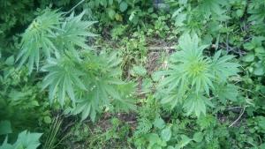 post-37965-0-23854200-1465550246_thumb.j