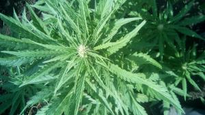 post-37965-0-77455900-1465933031_thumb.j