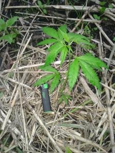 post-39254-0-50127900-1465931963_thumb.j