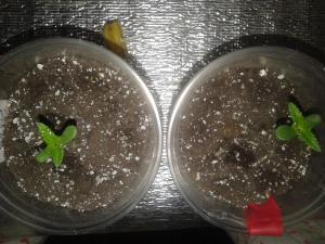 post-39254-0-87892800-1466030517_thumb.j