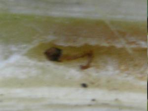 post-41990-0-12717700-1466438145_thumb.j