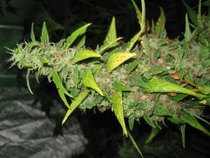 post-50808-0-27831900-1465230103_thumb.j