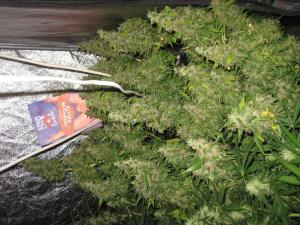 post-50808-0-36401100-1465951401_thumb.j