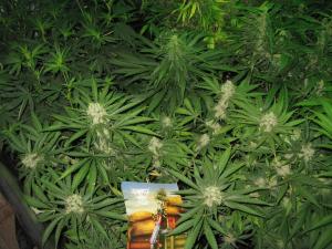 post-50808-0-62857700-1465227538_thumb.j