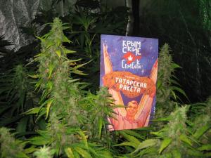 post-50808-0-68617200-1465229948_thumb.j