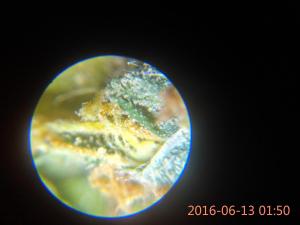 post-50808-0-98331400-1465838220_thumb.j