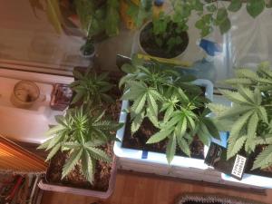 post-51464-0-18191900-1465283256_thumb.j