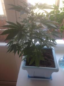 post-51464-0-22564400-1466747807_thumb.j