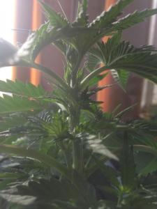 post-51464-0-32958400-1465283259_thumb.j