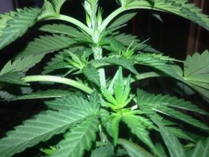 post-51464-0-54907500-1465283330_thumb.j