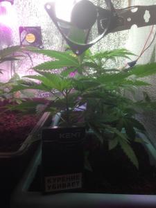 post-51464-0-65160500-1465283391_thumb.j