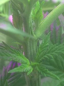 post-51464-0-70073700-1465283172_thumb.j