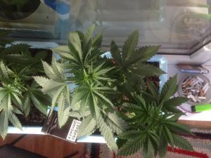 post-51464-0-76565000-1465283241_thumb.j