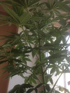 post-51464-0-89143200-1466747787_thumb.j