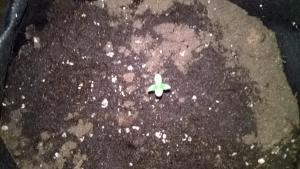 post-5350-0-61276000-1465210820_thumb.jp