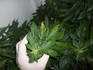 post-56846-0-99494200-1465016278_thumb.j