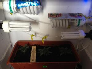 post-10198-0-55771500-1374562050_thumb.j