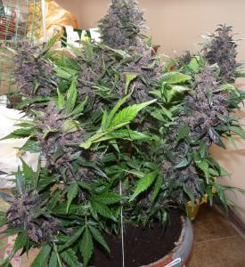 post-10326-0-09562700-1373524820_thumb.j