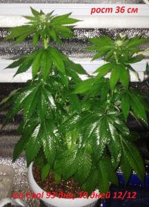 post-10326-0-91038900-1375263197_thumb.j