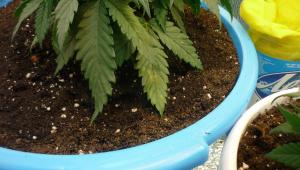 post-10933-0-25296200-1373122143_thumb.j