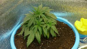 post-10933-0-48715000-1373100956_thumb.j