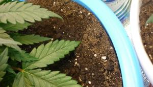 post-10933-0-73396700-1373122146_thumb.j