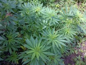 post-11800-0-97085000-1375038092_thumb.j