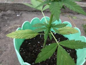 post-11885-0-05384800-1373222126_thumb.j