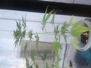 post-12029-0-01118100-1373462637_thumb.j