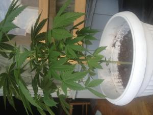 post-12029-0-04005000-1373463324_thumb.j