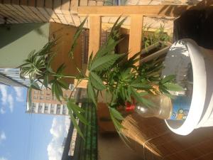 post-12029-0-51494600-1373459054_thumb.j