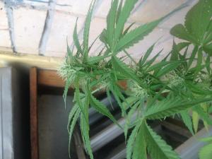 post-12029-0-72043800-1373458718_thumb.j