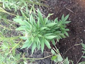 post-2526-0-05394100-1374905780_thumb.jp