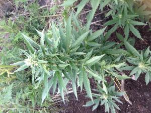 post-2526-0-11325900-1374905660_thumb.jp