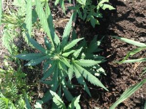 post-2526-0-63900000-1373987299_thumb.jp